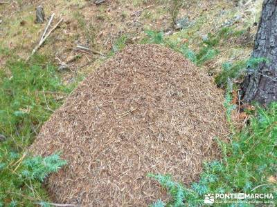 Tejera Navafria - Arroyo de los Tejos;charca verde la pedriza los galayos gredos rutas en madrid